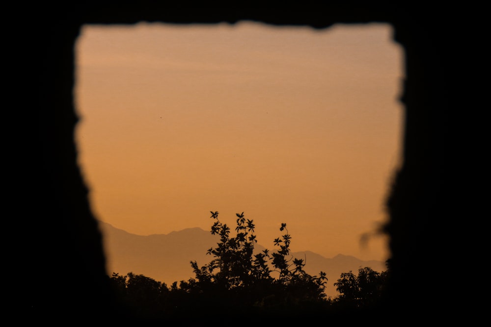 silhouette photography of tree