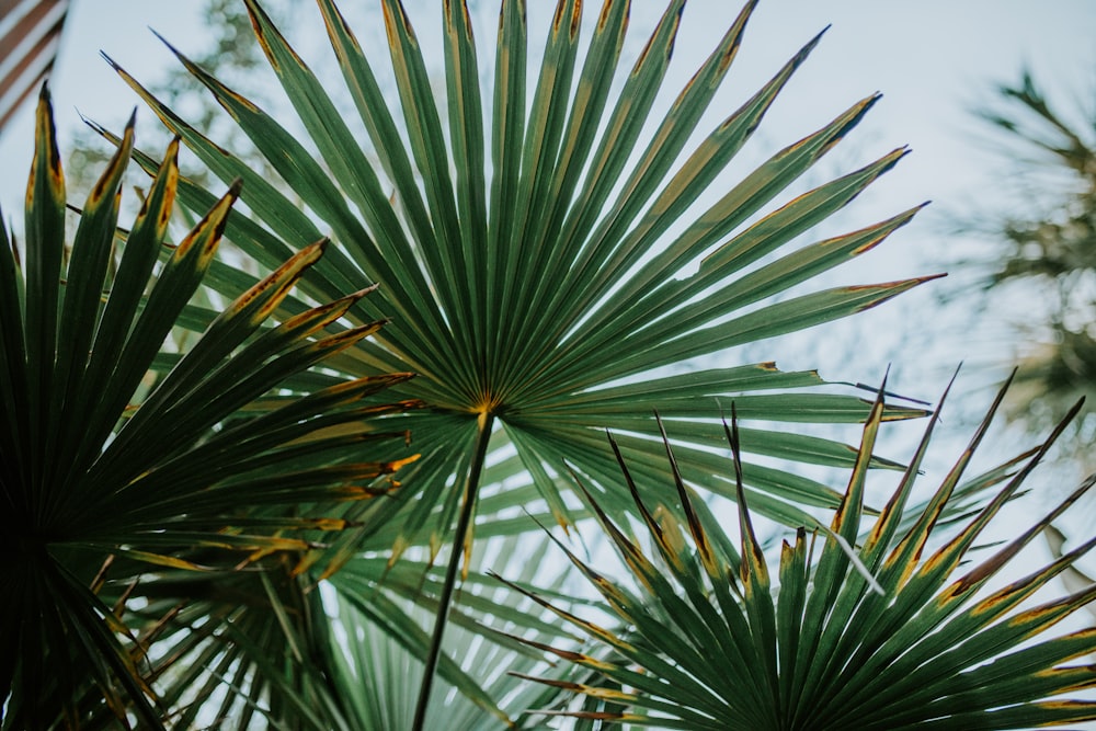 green fan palm leaves