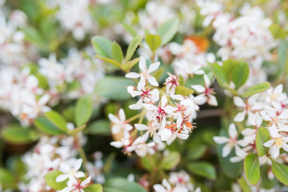 white petaled glowers in close-up photo