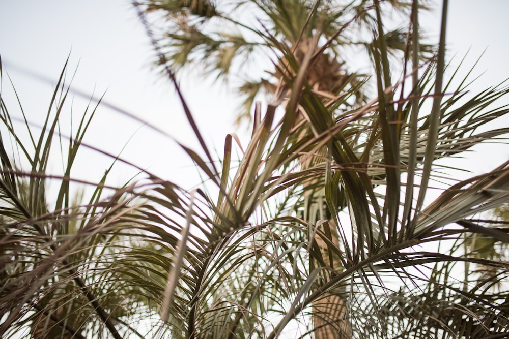 green-leafed plant