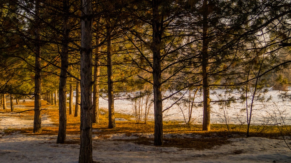 forest trees in close-up photo