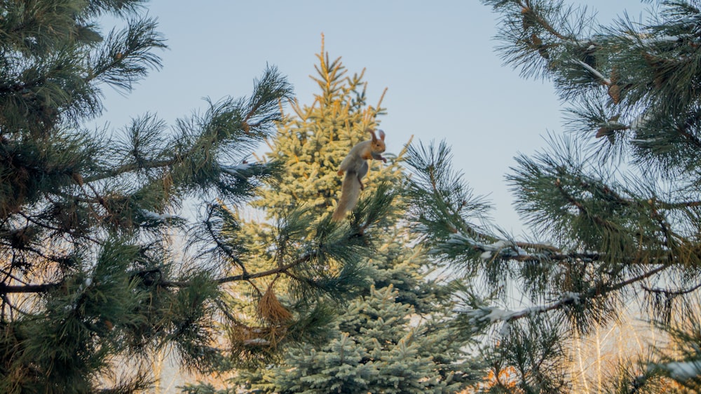 green trees