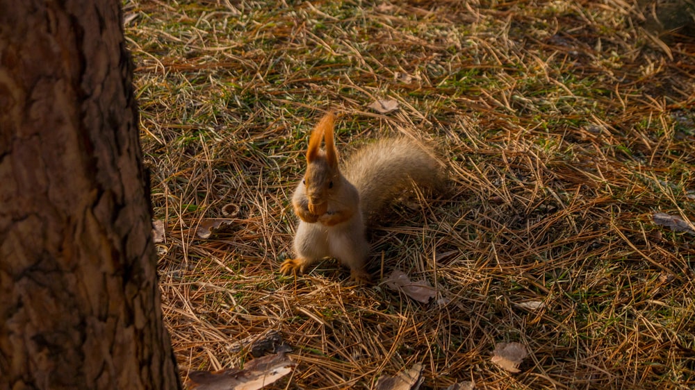 brown squirrel on ground