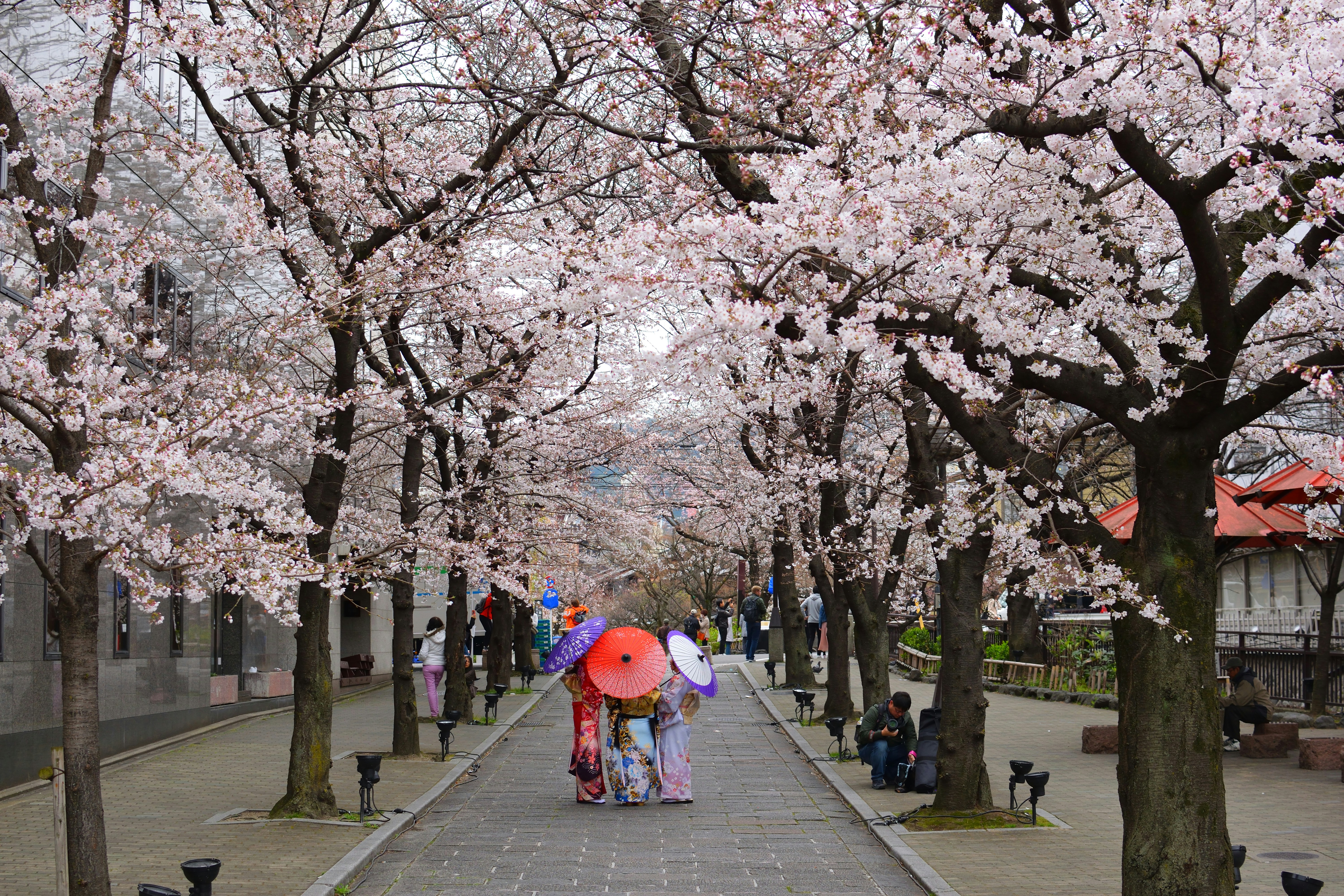 people walking between Cherry Blossoms while holding assorted-color umbrellas