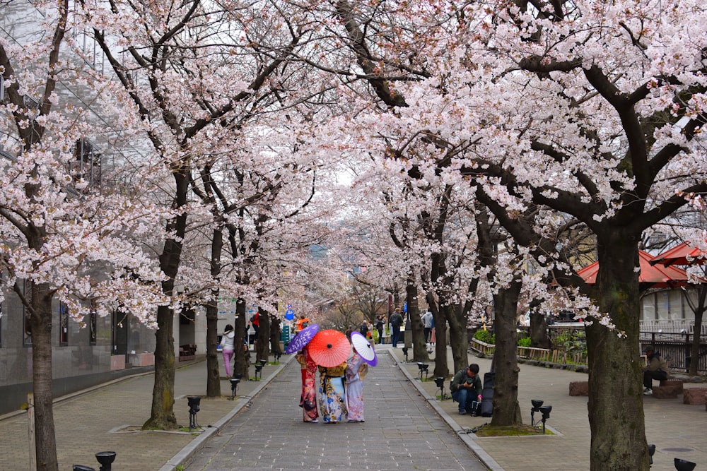 people walking between Cherry Blossoms while holding assorted-color umbrellas