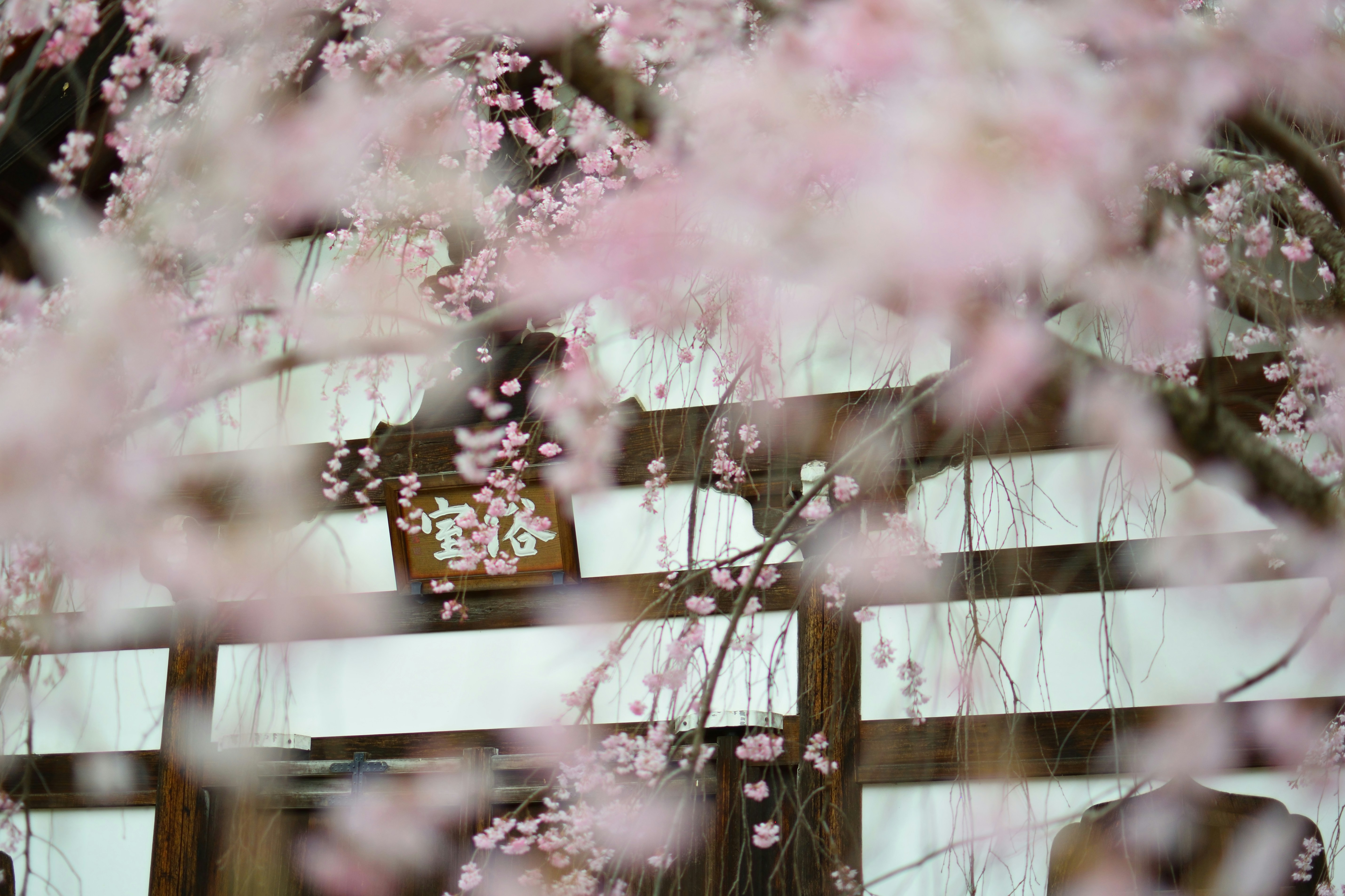 Photo by chasing_dusk