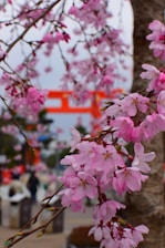 pink flowering tree in bloom