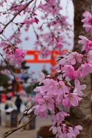 pink flowering tree in bloom