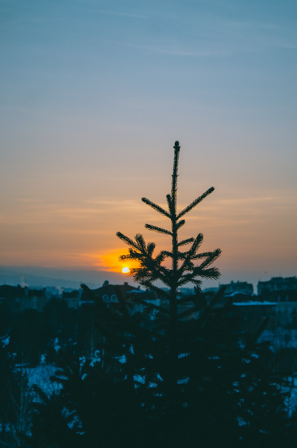 silhouette photo of plant during golden hour