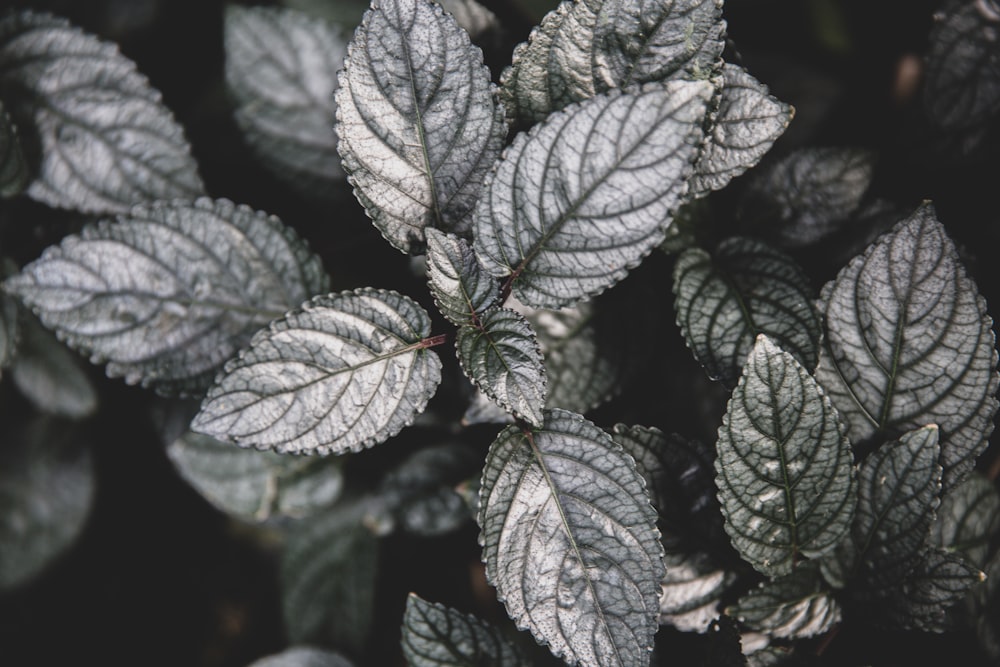 closeup photography of black petaled plant