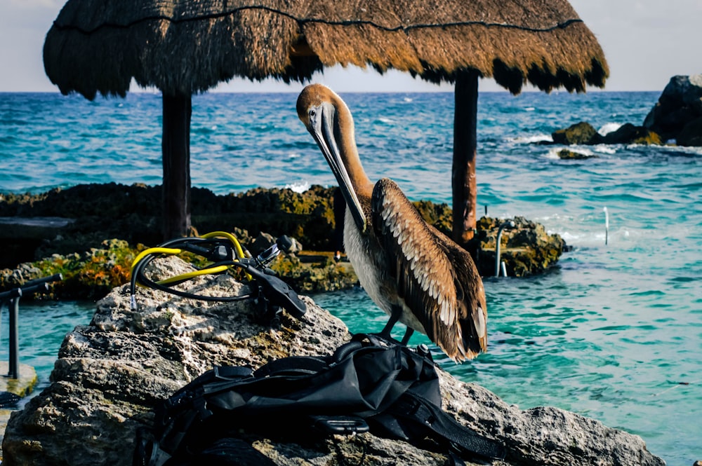 pelicano marrom e cinza