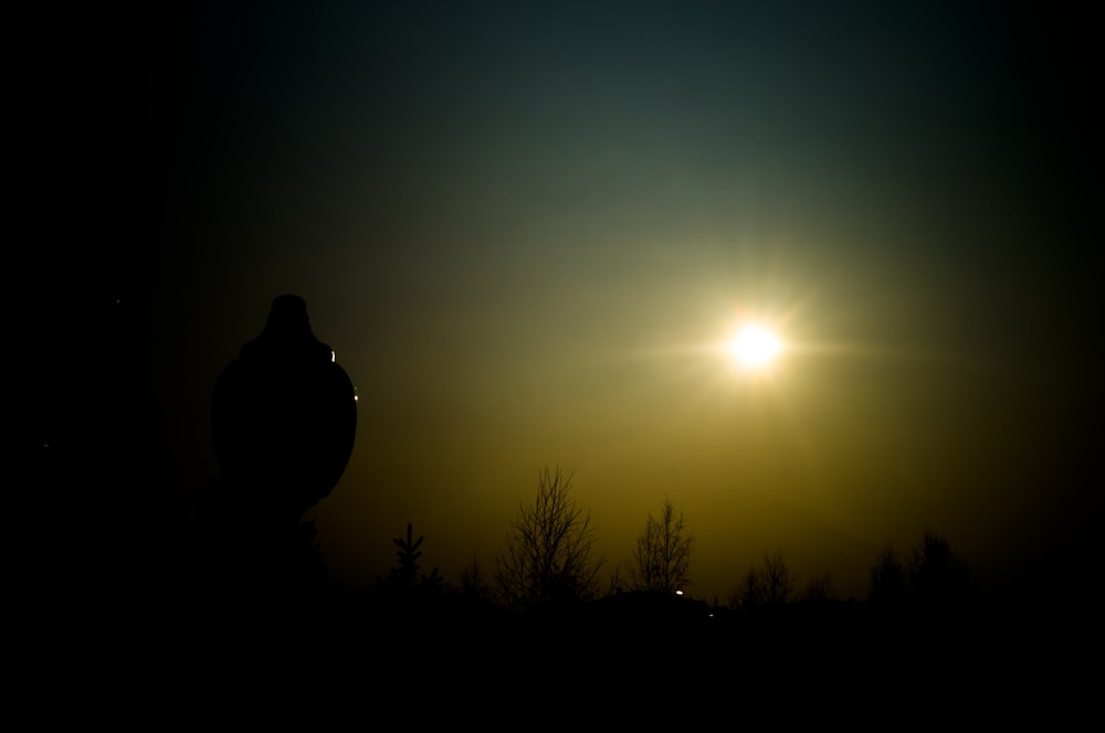 silhouette of trees during daytime