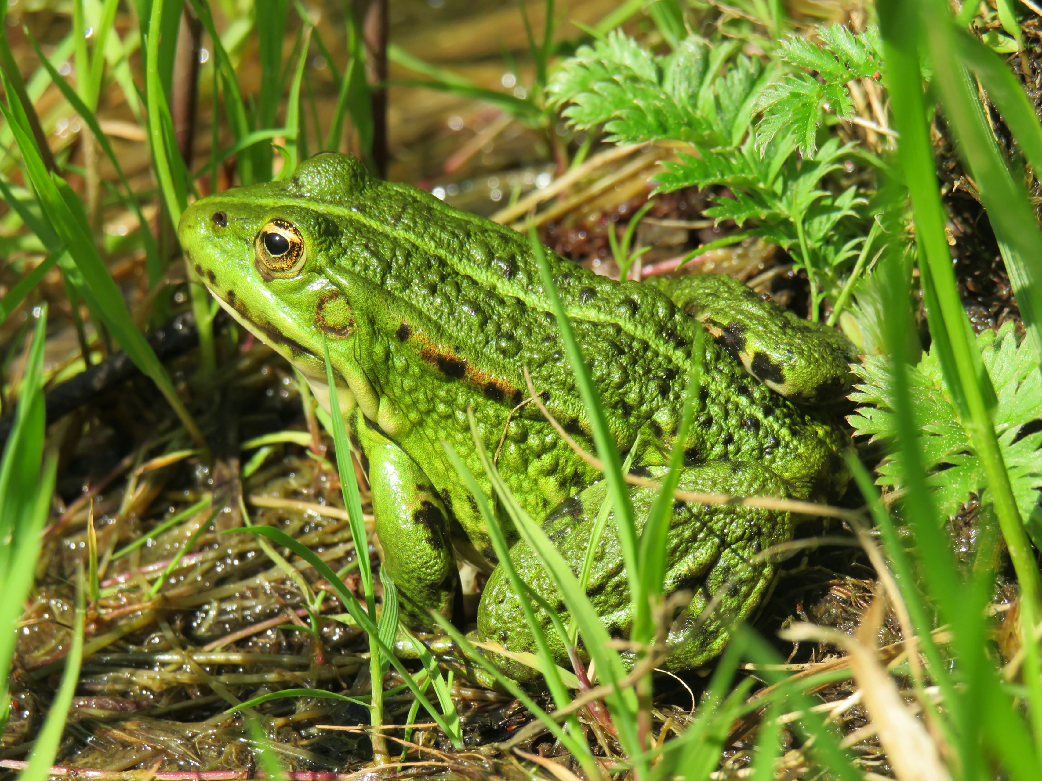 A beautiful frog basks in the sun