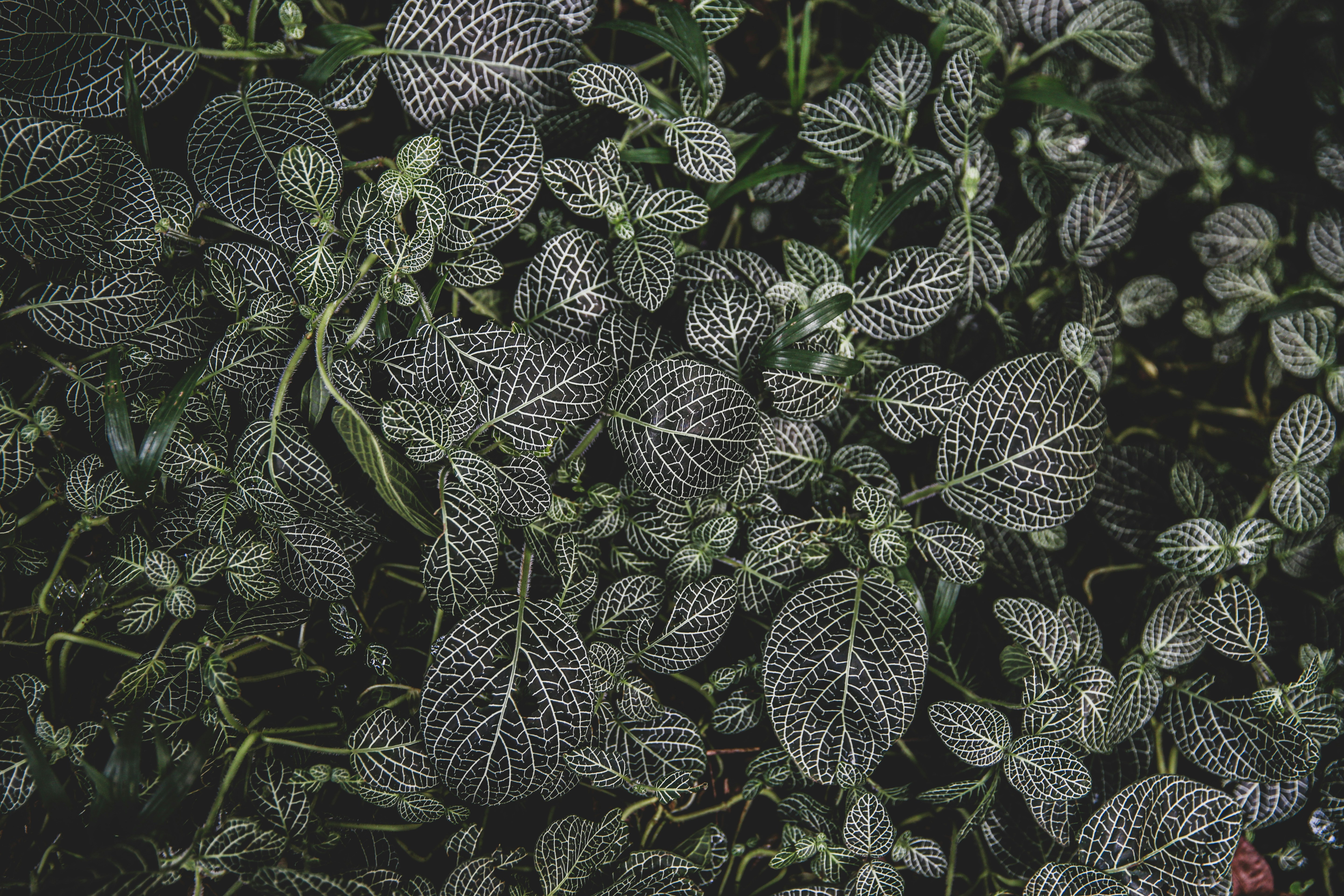 Photo by blackprojection