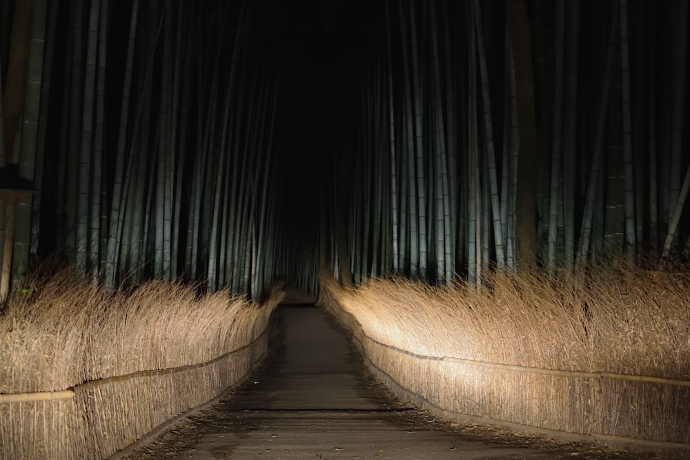 path in a bamboo forest at night