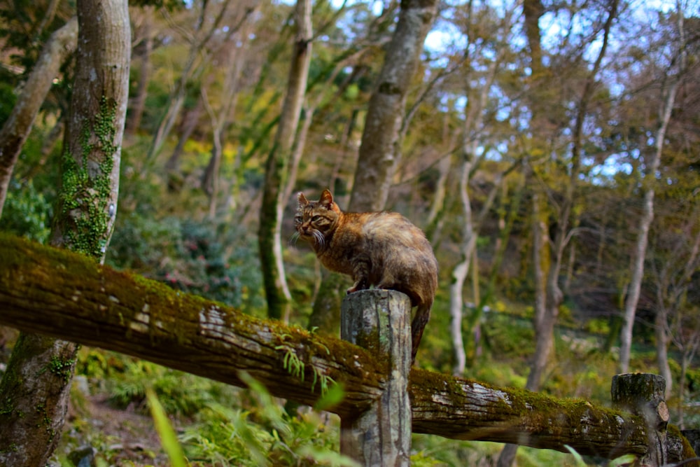 brown cat on fence