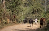 A rural scene with a dirt path bordered by lush green vegetation and several cows walking along it. A person in simple clothing is guiding the cows. The surroundings are filled with dense foliage, including tall trees and bushes.