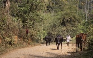 A farmer gently guiding dairy cows along a dirt path with farm buildings in the background.