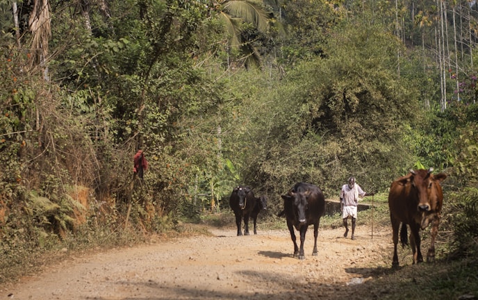 A rural scene with a dirt path bordered by lush green vegetation and several cows walking along it. A person in simple clothing is guiding the cows. The surroundings are filled with dense foliage, including tall trees and bushes.