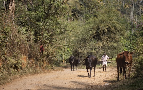 A farmer gently guiding dairy cows along a dirt path with farm buildings in the background.