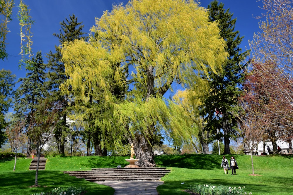 two people in park walking near tall leafy tree