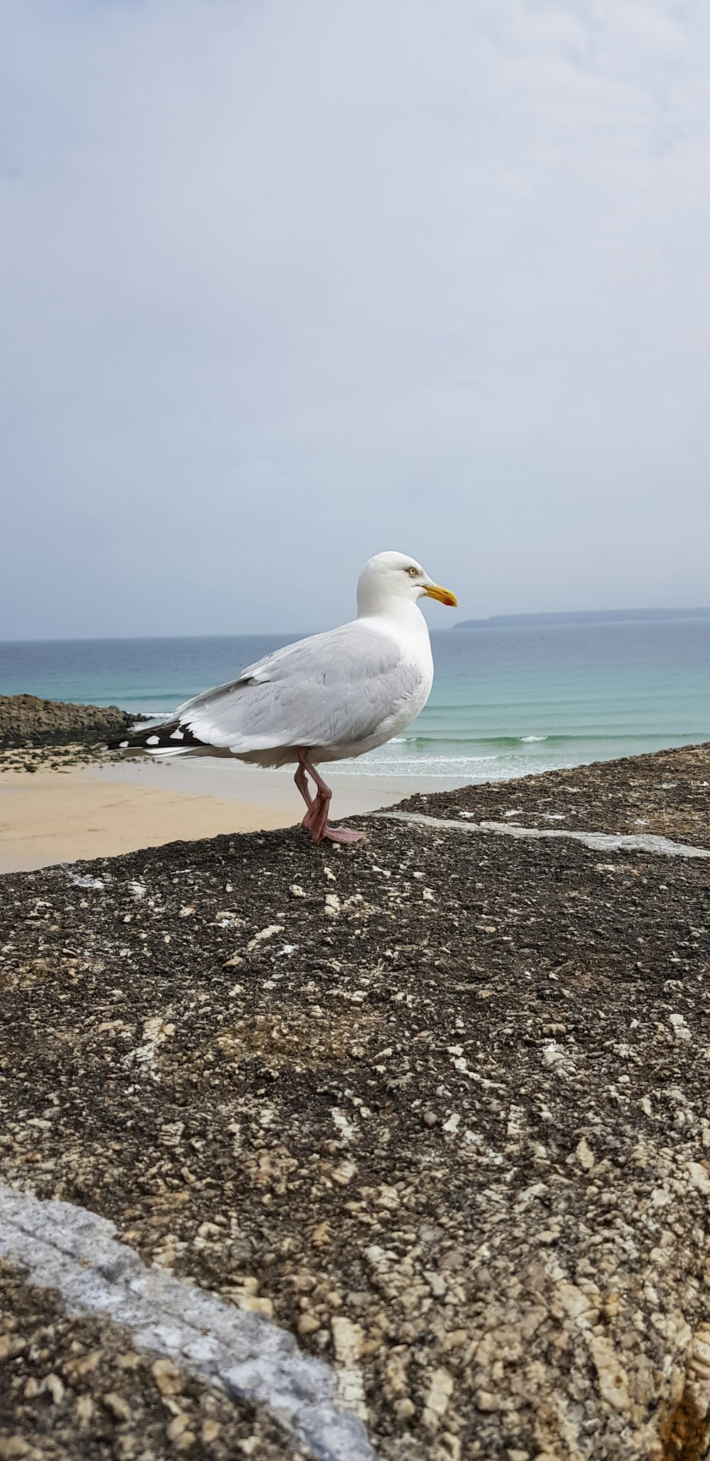 white seagull