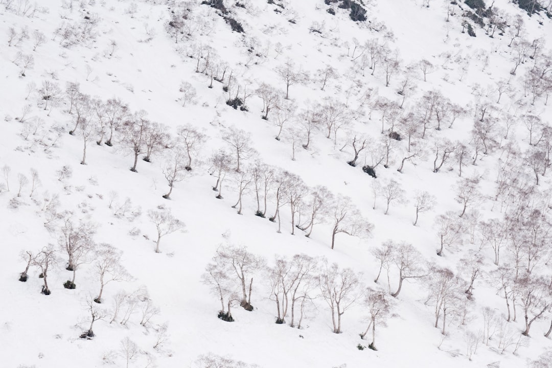 leafless trees in white snow covered mountain slope