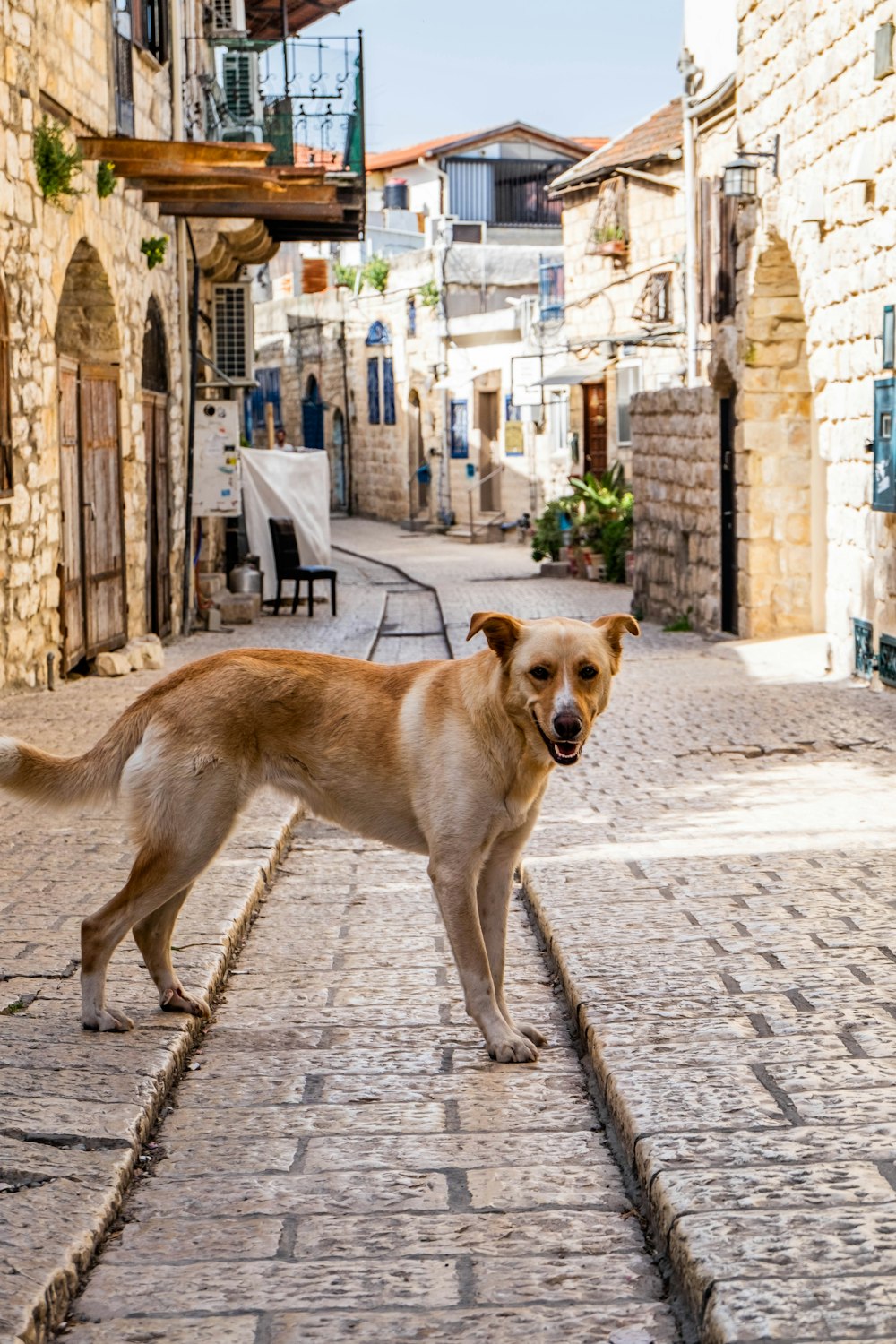 tan dog on road