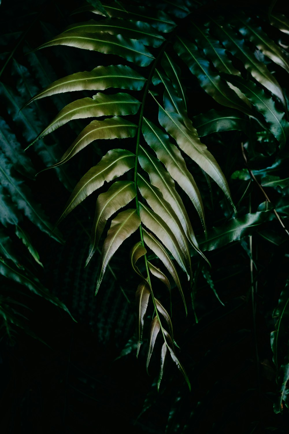 green-leafed plant