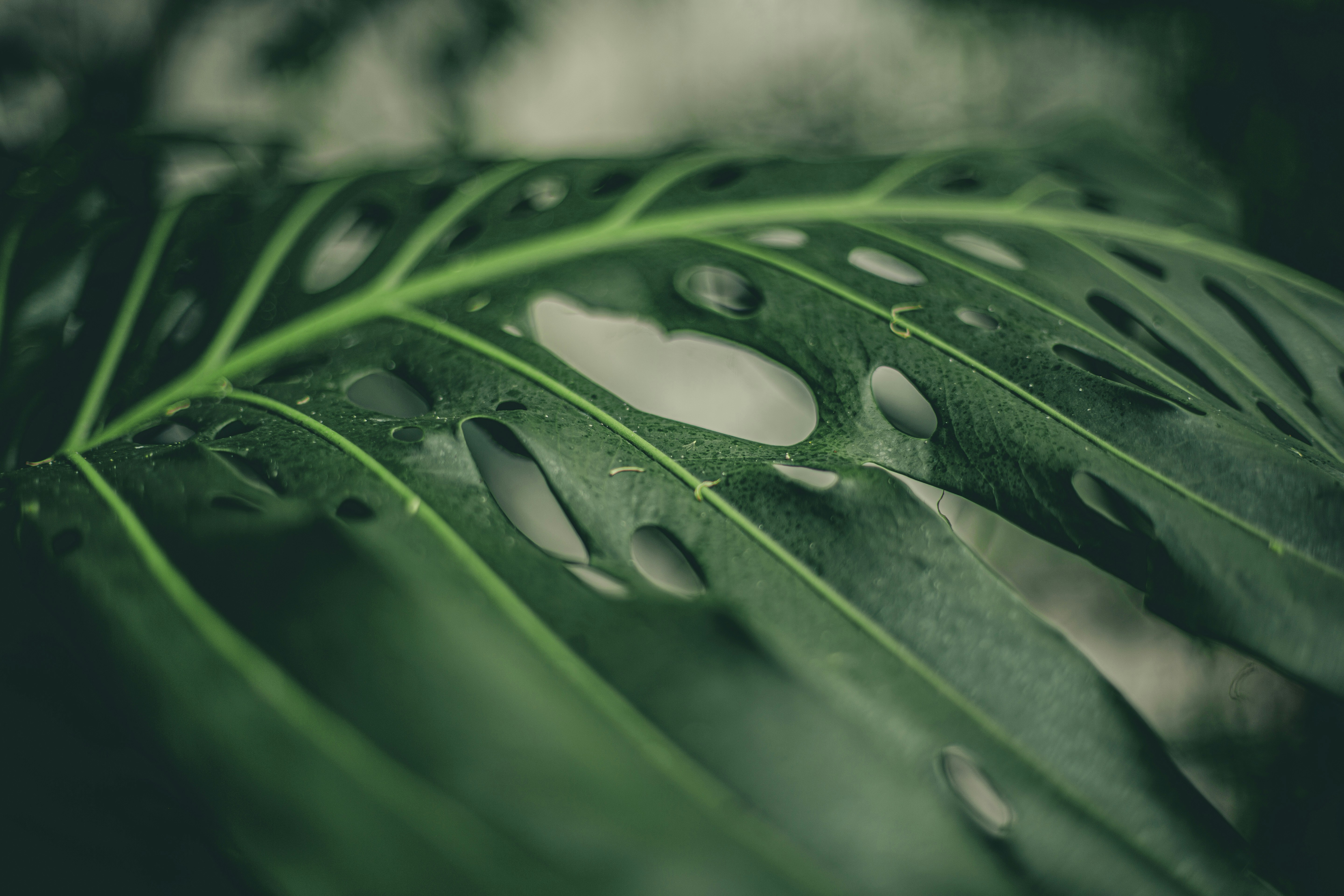 Photo by blackprojection