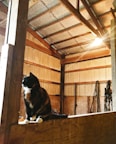 A calico cat with white paws is perched on a wooden ledge inside a rustic barn. The interior of the barn features wooden walls and a ceiling with visible beams. Various ropes and equipment hang on the wall in the background, suggesting a utilitarian use of the space. Sunlight seeps through, casting a warm glow.