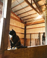 A calico cat with white paws is perched on a wooden ledge inside a rustic barn. The interior of the barn features wooden walls and a ceiling with visible beams. Various ropes and equipment hang on the wall in the background, suggesting a utilitarian use of the space. Sunlight seeps through, casting a warm glow.
