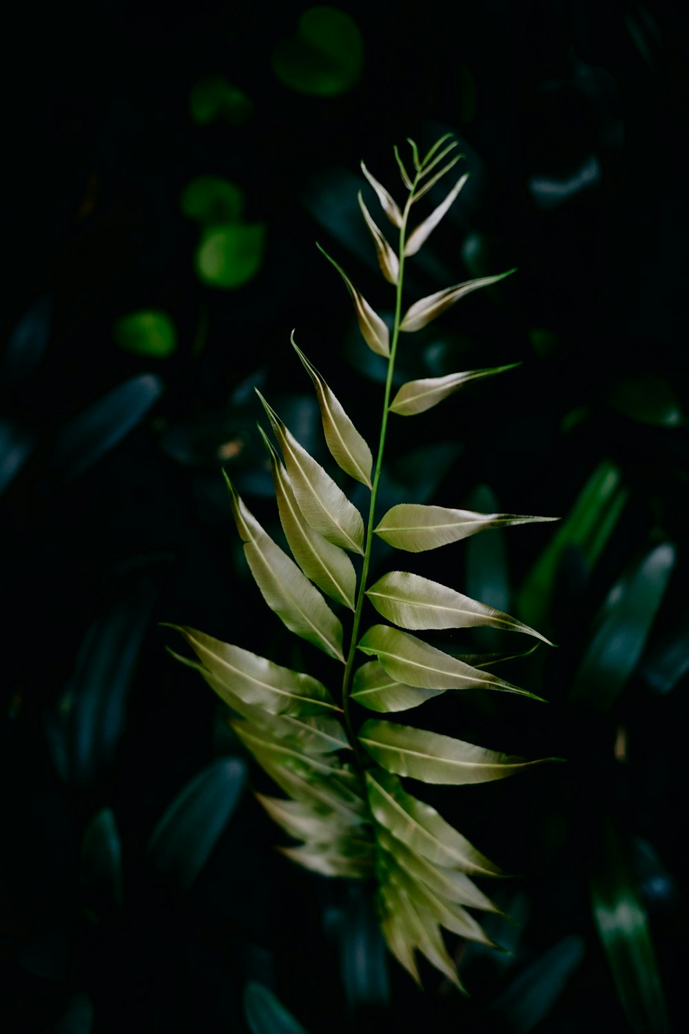 green-leafed plant