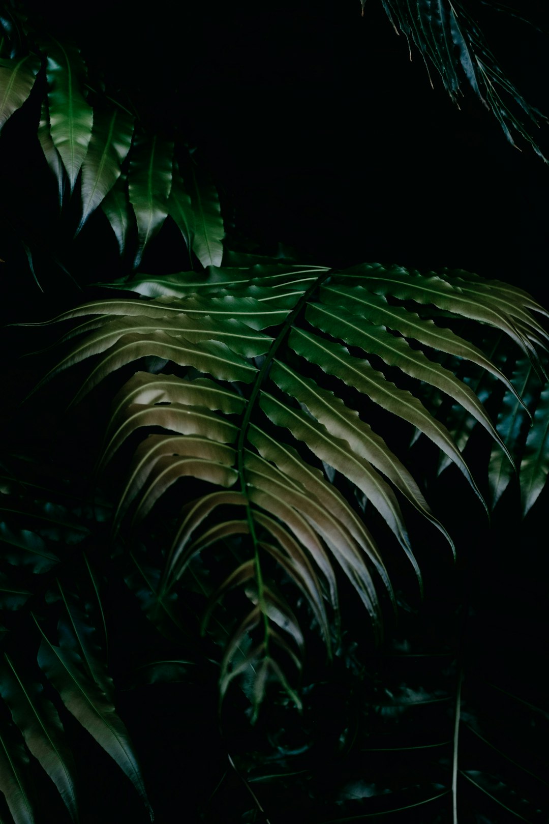 green-leafed plant