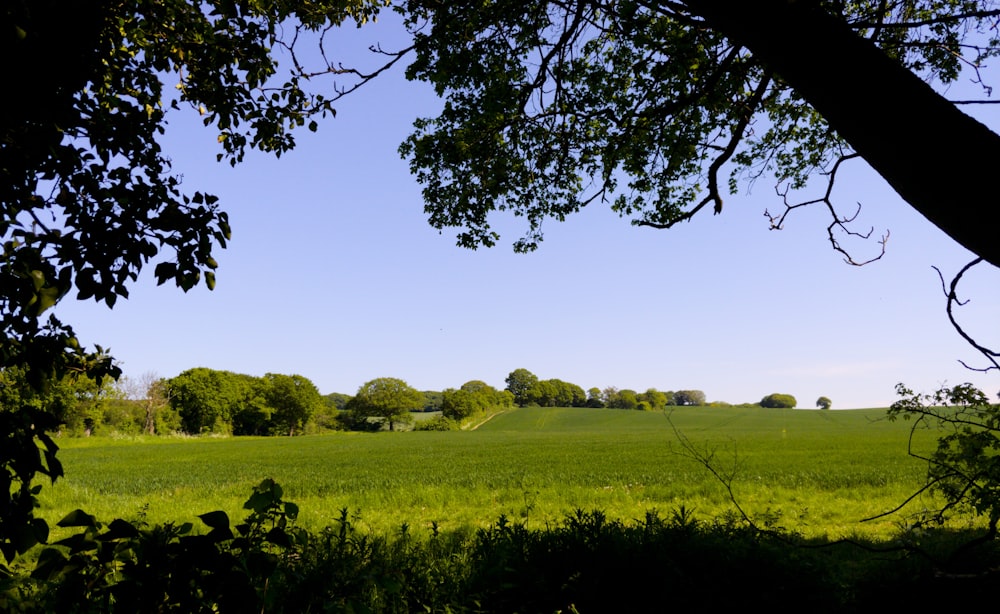 green field