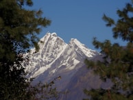 Snow-capped peaks of Himachal Pradesh framed by tall pine trees under a clear blue sky.