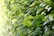 Close-up image of neatly trimmed hedges with vibrant green leaves.
