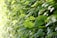 A close-up of a freshly trimmed hedge with vibrant green leaves glistening in the sunlight.