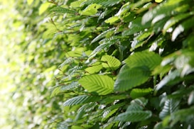 A lush green hedge composed of vibrant, closely packed leaves that catch the soft glow of sunlight. The image highlights the natural pattern and texture of the leaves, showing a mix of soft and sharp edges.