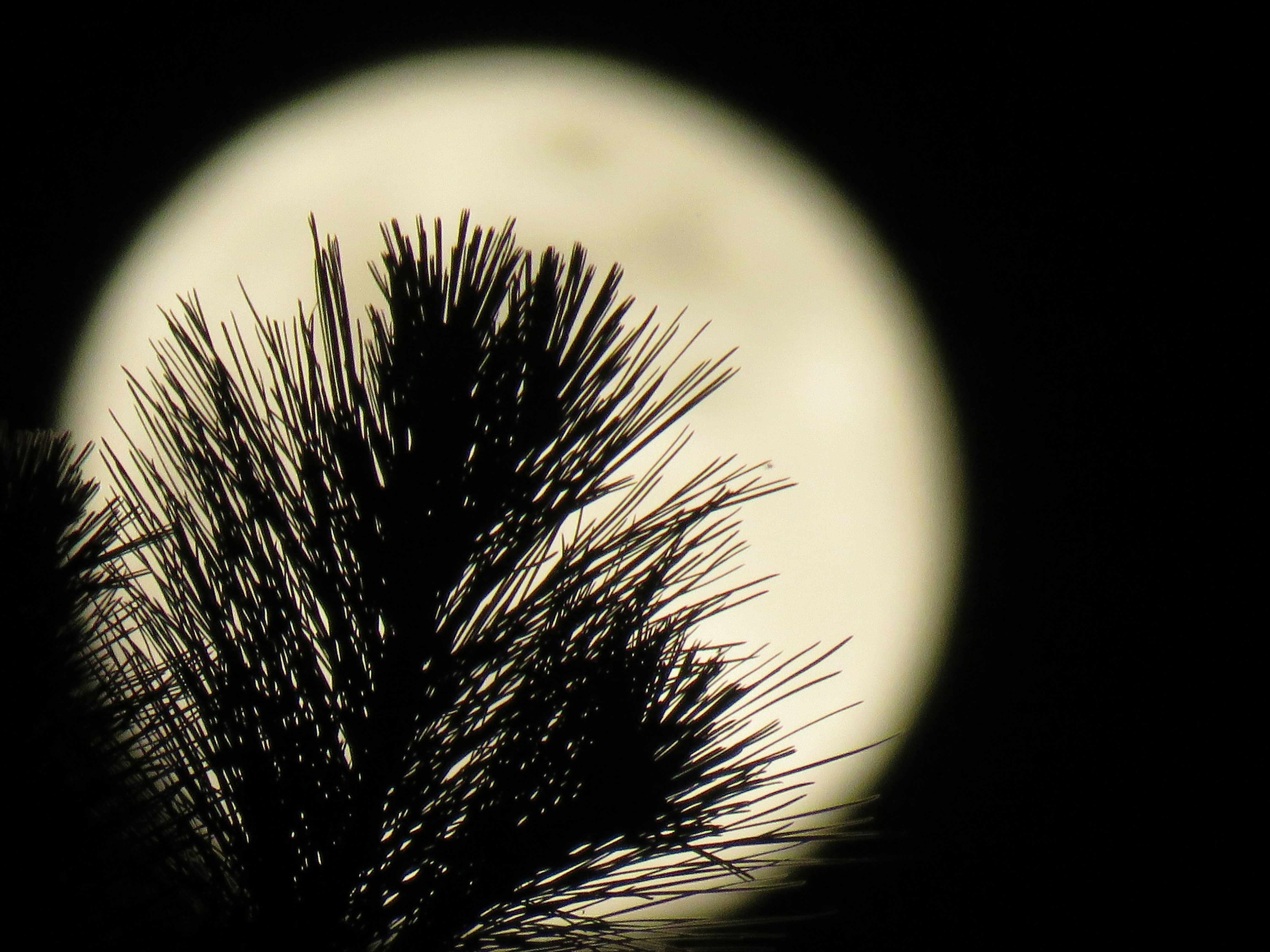 Unleashing the Power of Pineal Guardian X: Your Brain’s New Best Friend