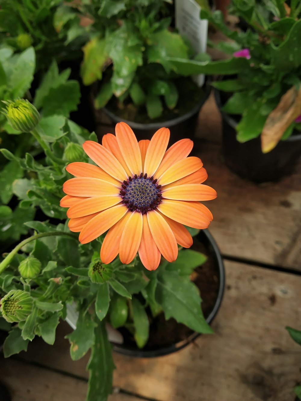 fiore dai petali d'arancio