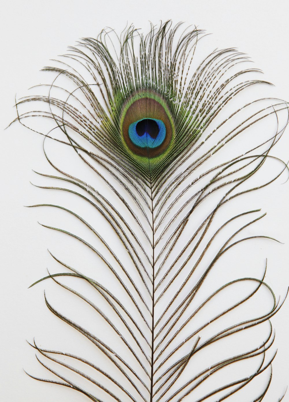 green peacock feather