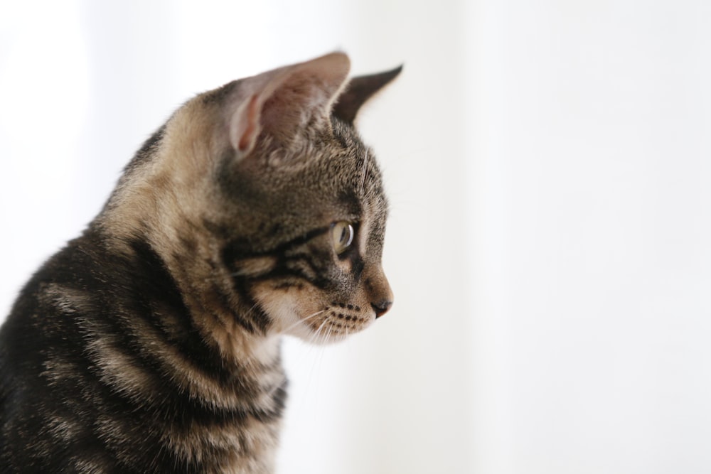 silver tabby cat