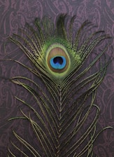 green peacock tail decor