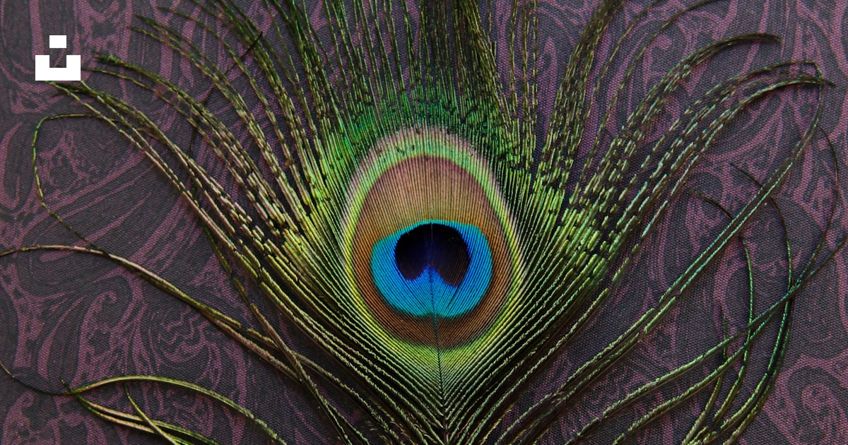 green peacock tail decor photo – Free Bird Image on Unsplash