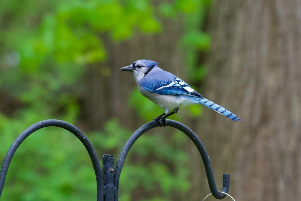 Foto mit flachem Fokus von Blue Jay