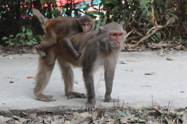 Rhesus macaques on the forest edge