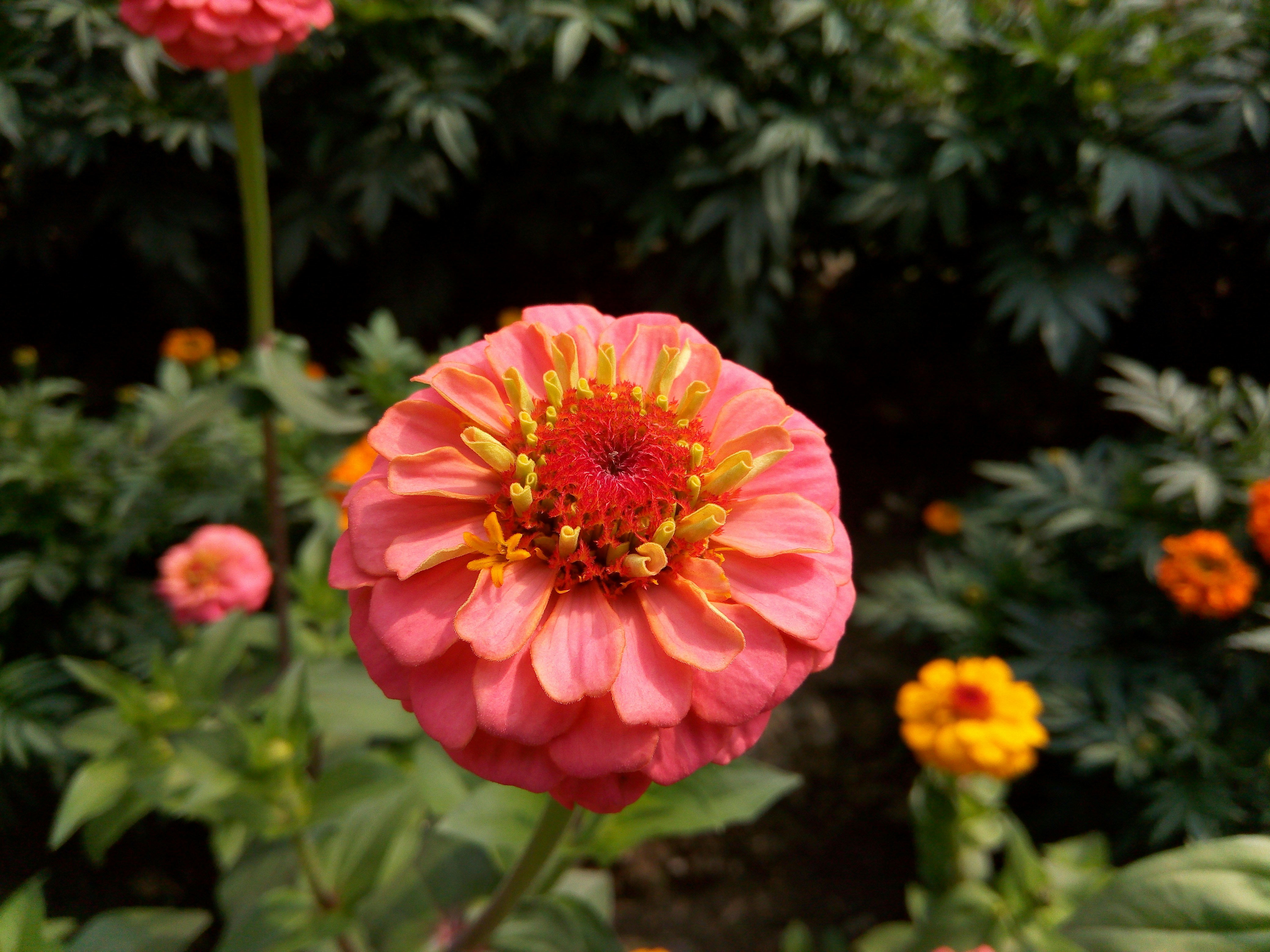 Photo by marufalaslam