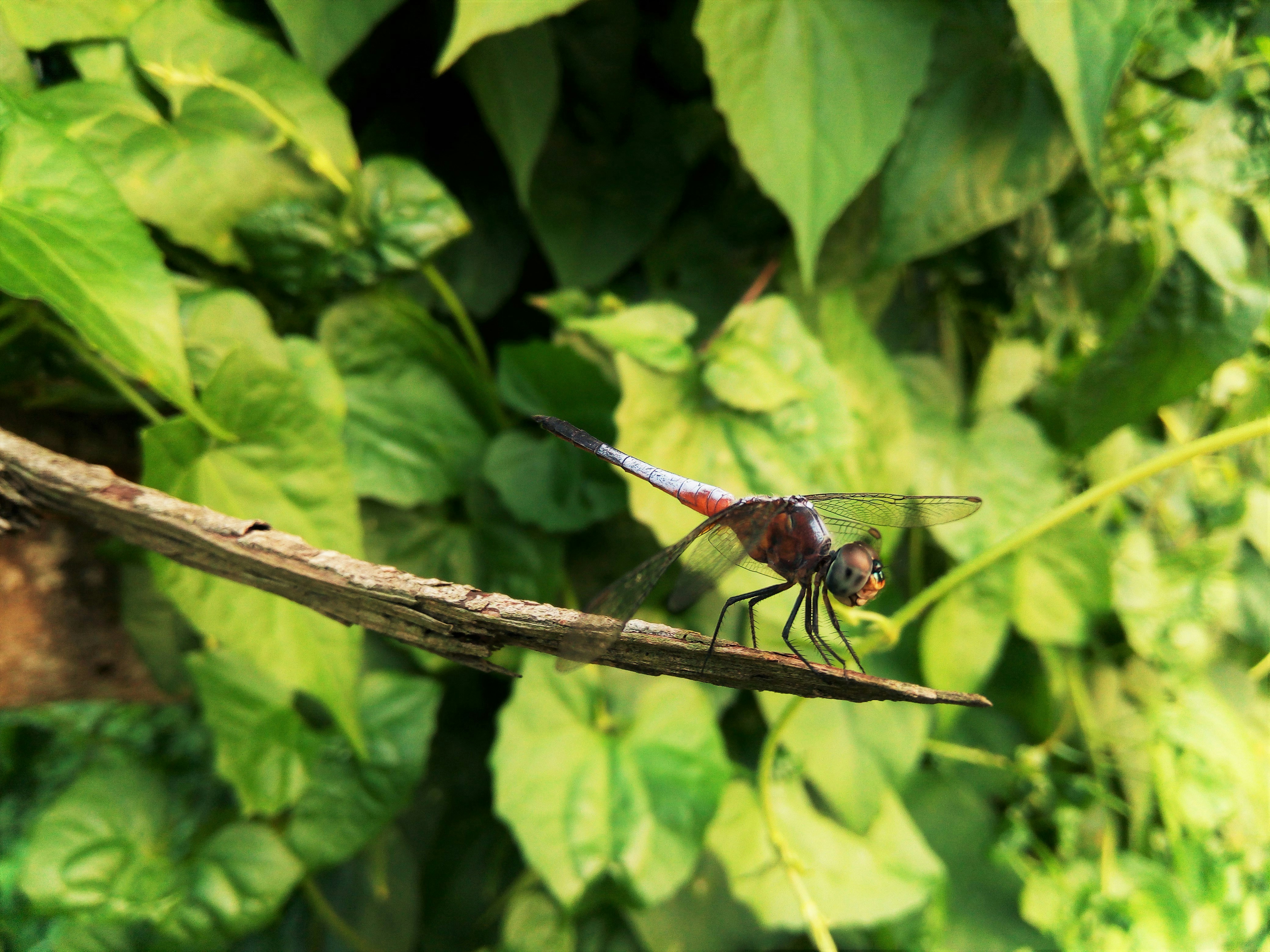 Photo by marufalaslam