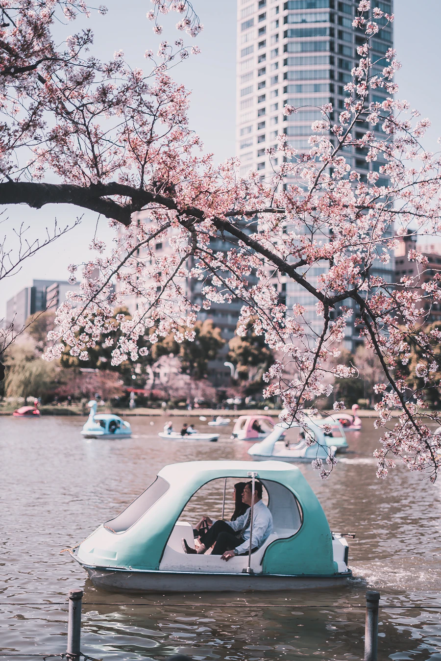 Shinobazu Pond in Ueno Park, Tokyo